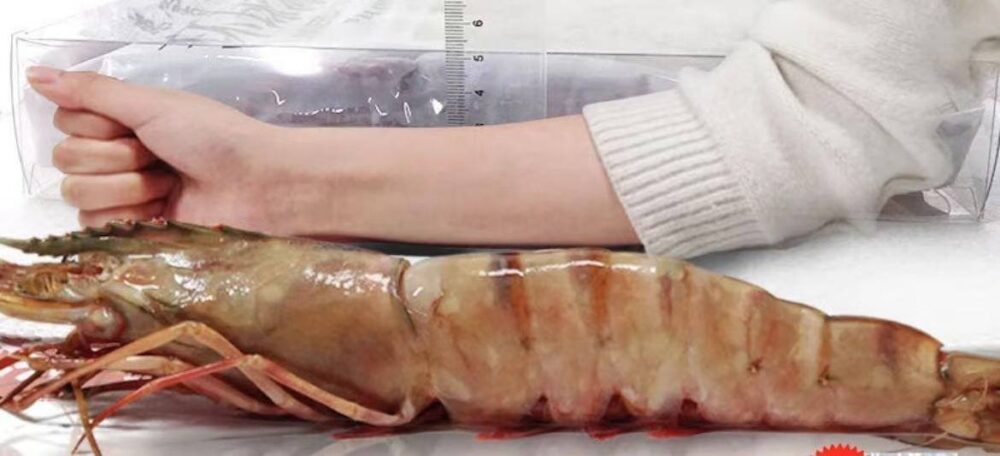 Extra large black tiger prawns. sent live frozen - Image 6