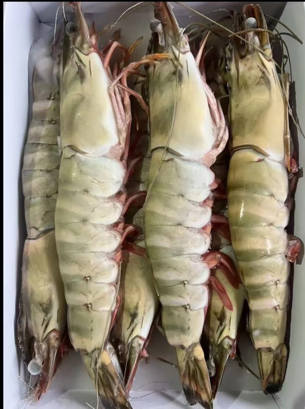 Extra large black tiger prawns. sent live frozen - Image 4
