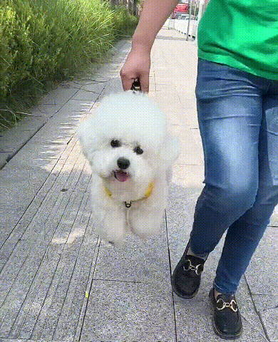 No Pull Dog Harness for Pets