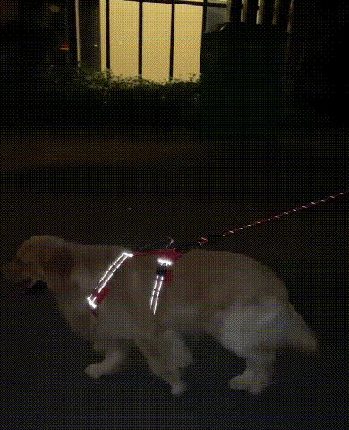 No Pull Dog Harness for Pets